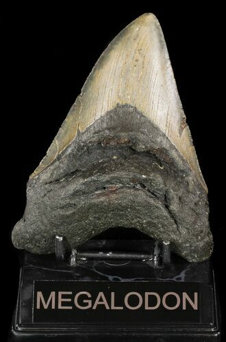 Bargain, Megalodon Tooth - North Carolina #48899